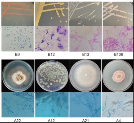 基于可培养技术的古象牙病害微生物分离鉴定与抑菌剂筛选评价（二）