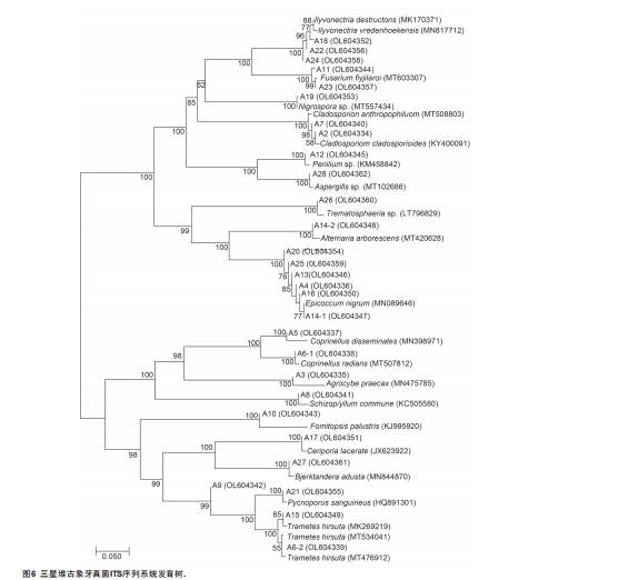 基于可培养技术的古象牙病害微生物分离鉴定与抑菌剂筛选评价（四）