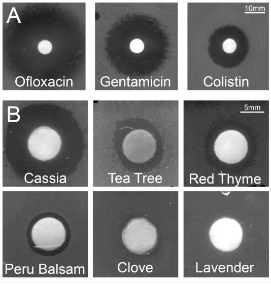 特定精油可有效根除铜绿假单胞菌和金黄色葡萄球菌生物膜（二）