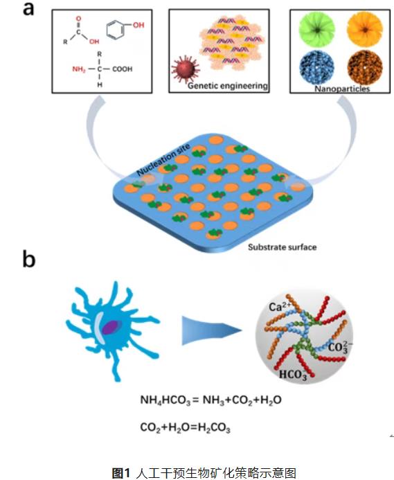 基于微生物诱导矿化的新型腐蚀抑制策略