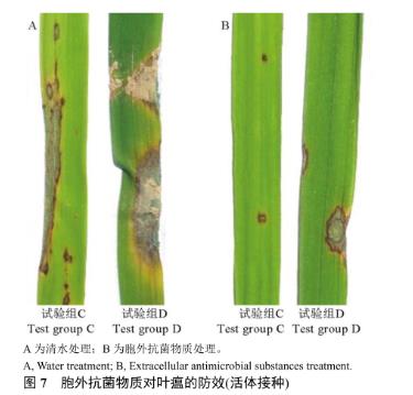 枯草芽孢杆菌JN005胞外抗菌物质对稻瘟病菌生长抑制作用研究（三）