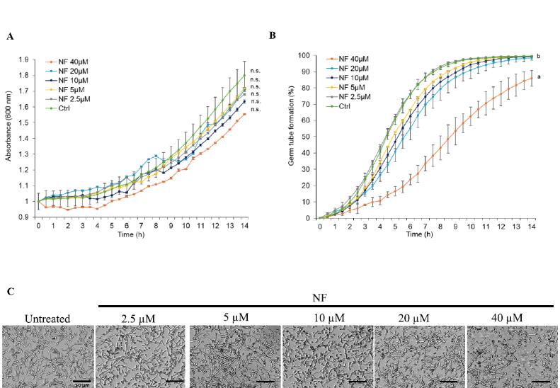 超分子纳米纤维搭载工程化抗菌肽WMR-4防控尖孢镰刀菌