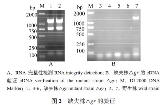 GR基因缺失对溶藻弧菌生物学特性及抗生素敏感性的影响（二）