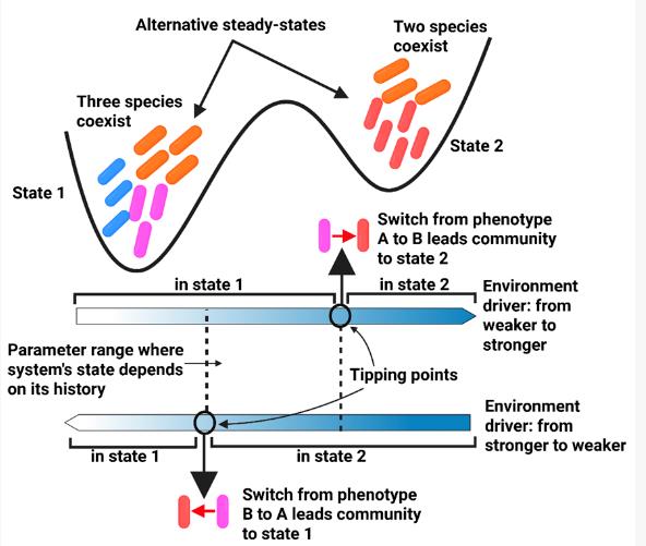 微生物生态的多重稳态之谜：合成群落揭示自然奥秘