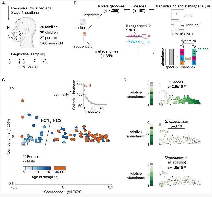 从儿童到成人：面部皮肤菌群成熟过程中的菌株建立与稳定规律（一）