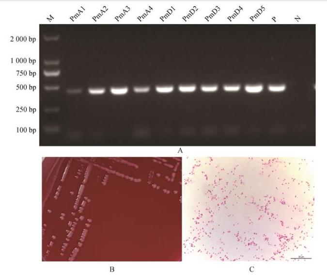 多杀性巴氏杆菌分离鉴定、分型、药敏试验及小鼠致病性试验（一）