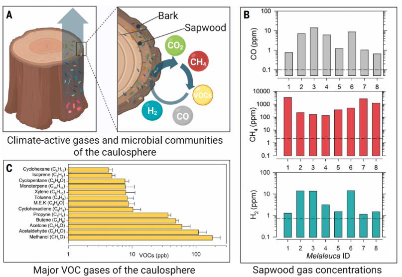树皮微生物群落组成、特点及在森林温室气体循环中的关键作用