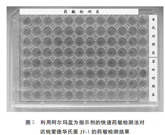 水产养殖迟钝爱德华氏菌生长曲线及对链霉素敏感性检测（三）