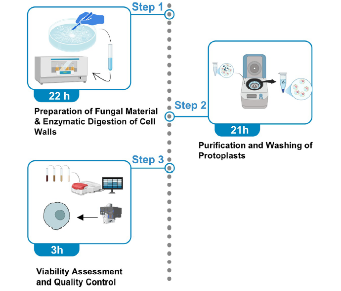 从菌丝到细胞：切叶蚁共生真菌原生质体的可控制备与高精度评估（一）