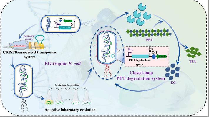 无质粒微生物平台可用于在常温下实现闭环PET回收和可持续升级循环（一）