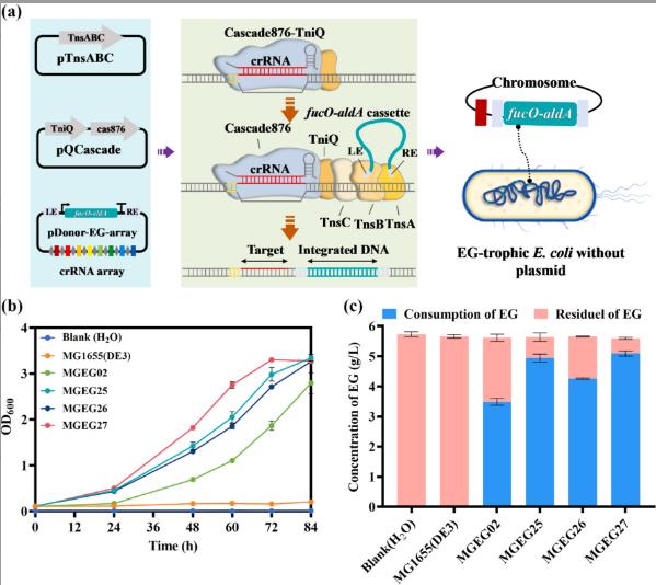 无质粒微生物平台可用于在常温下实现闭环PET回收和可持续升级循环（二）